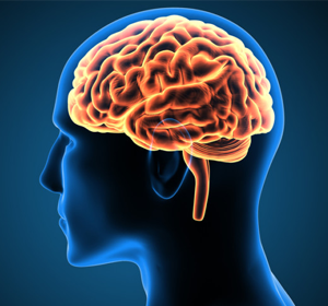 Brain